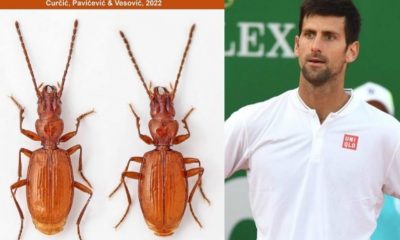 Inspiredlovers new-serbian-beetle-species-named-after-tennis-legend-novak-djokovic-1200x675-1-400x240 Serbian scientists name new species of beetle after Novak Djokovic Sports Tennis  Tennis World Tennis News Novak Djokovic ATP 